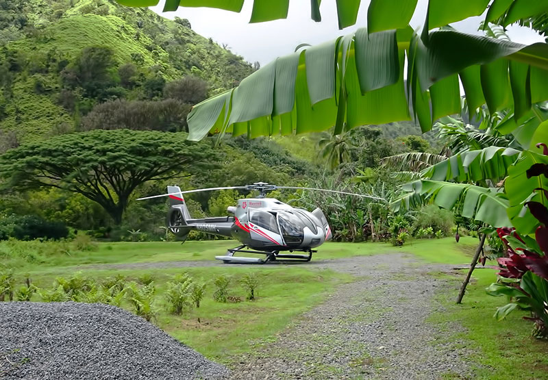 Product Rainforest Landing
