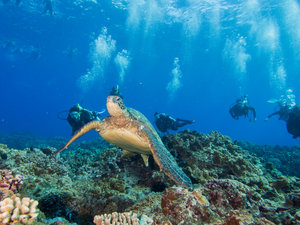 Product Introductory Shore Dive