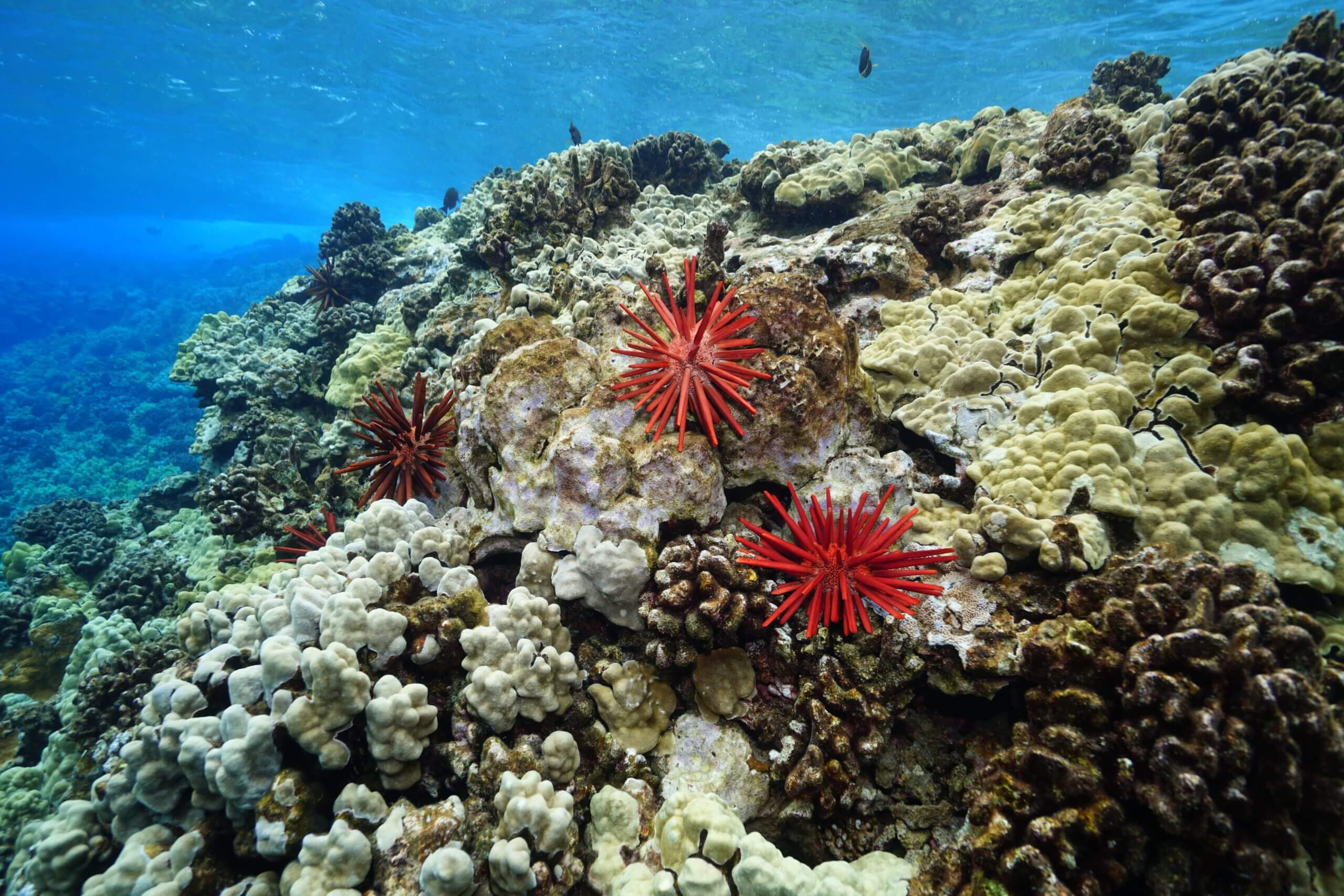 Product Wiki Wiki Express Molokini Snorkel